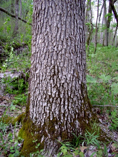 {Fraxinus quadrangulata}
